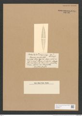 Stauroneis pacifica Castr. (de-Toni-Nr.: Genus 6, Species 893) Zeichnungen Sammlung Grunow Nr. 1754 (NHMW-BOT-W0368641)
